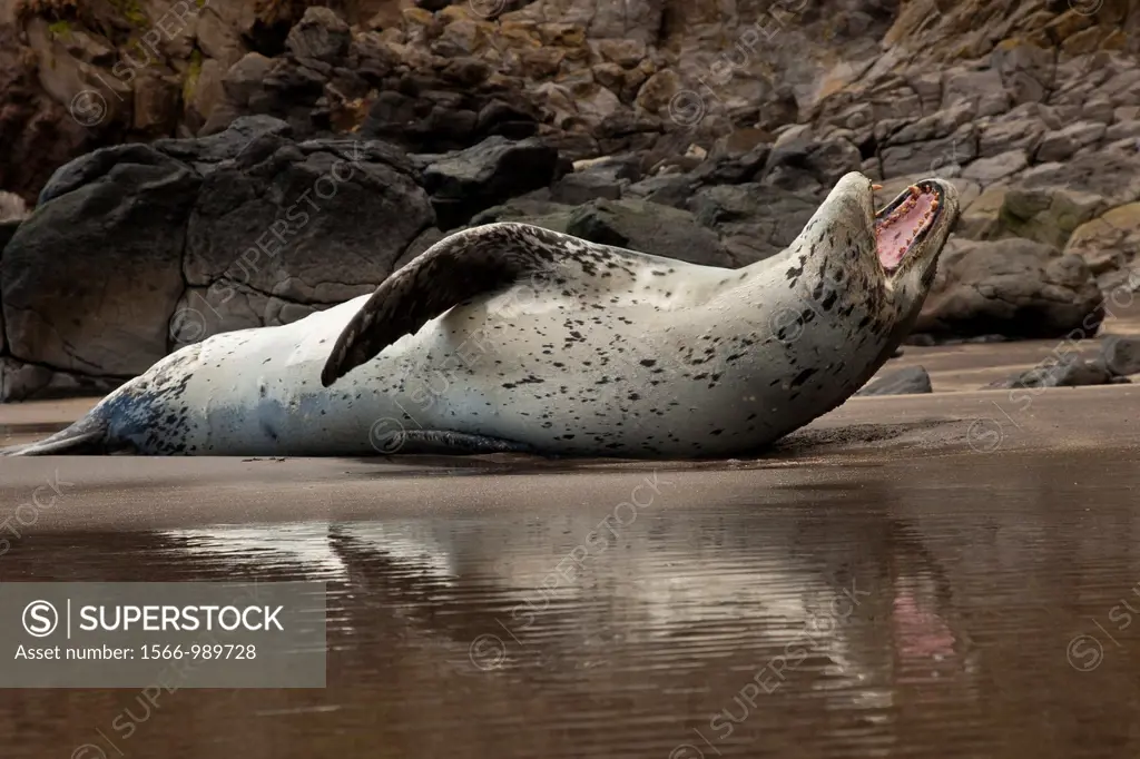 Leopard seal lounges on beach, Otanerito, Banks Peninsula Walk