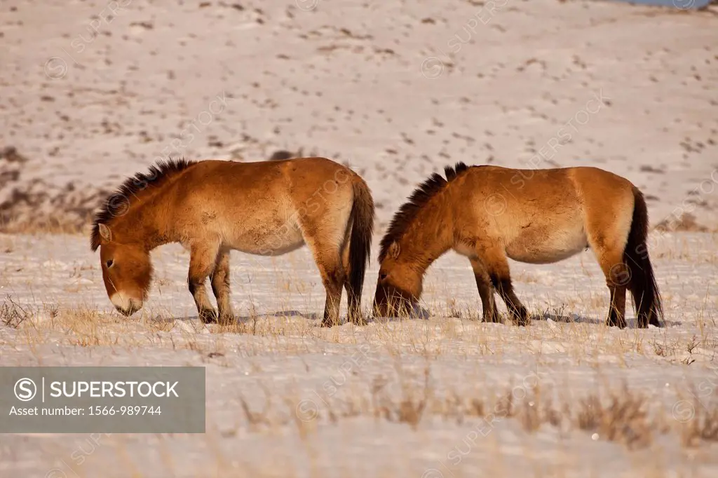 Takhi in winter coats, Przewalski horses, Equus przewalski, reintroduced from Europe, winter snow in Hustai National Park, Mongolia