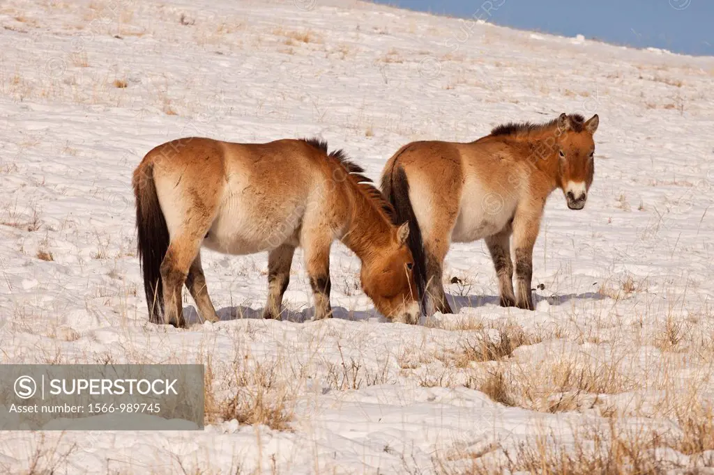 Takhi in winter coats, Przewalski horses, Equus przewalski, reintroduced from Europe, winter snow in Hustai National Park, Mongolia
