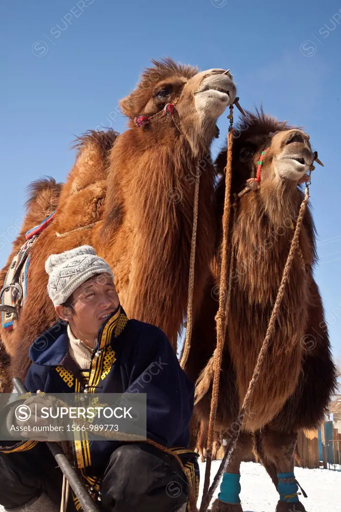 Bactrian camel polo, ´ festival of a thousand camels´ Bulgan, winter in Gobi desert, Mongolia