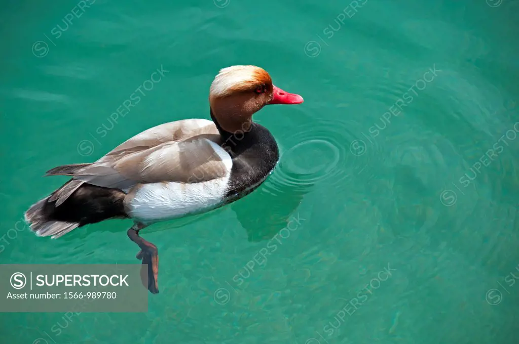 Mallard duck floating on the water of Geneva Lake, Lac Leman, very popular wild bird on Geneva Lake, Switzerland, Europe