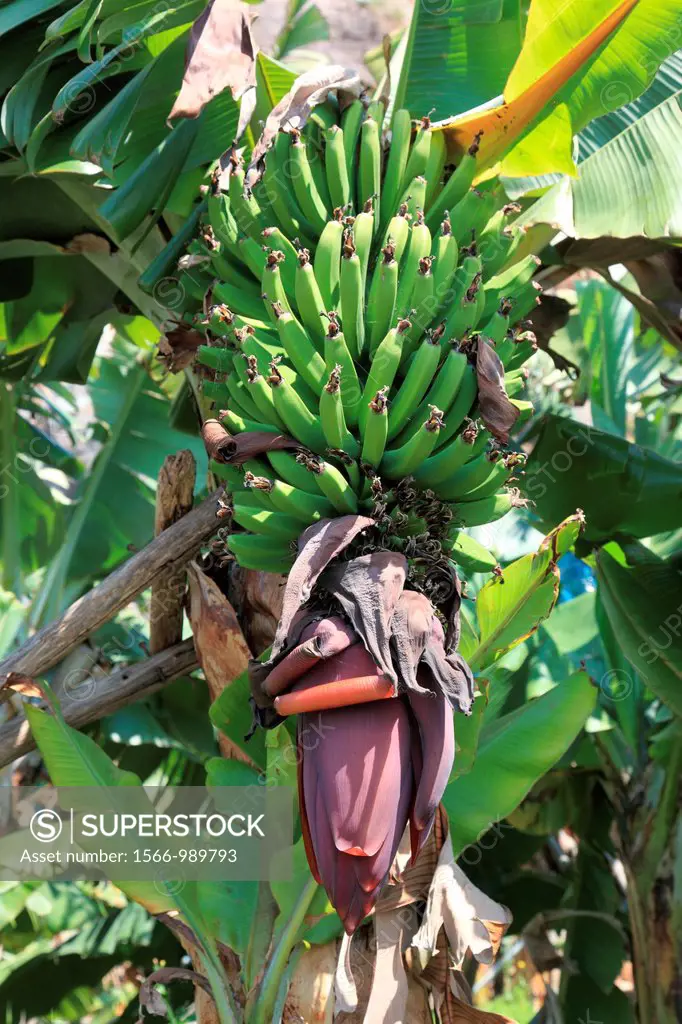 Banana tree and banana fruit on tree on the island of Madeira, Portugal, Europe