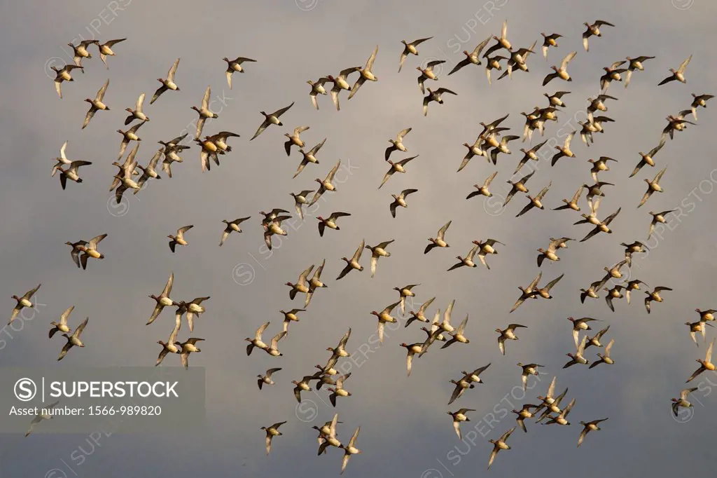 Wigeon Anas penelope Flock flying over coastal marshes Norfolk