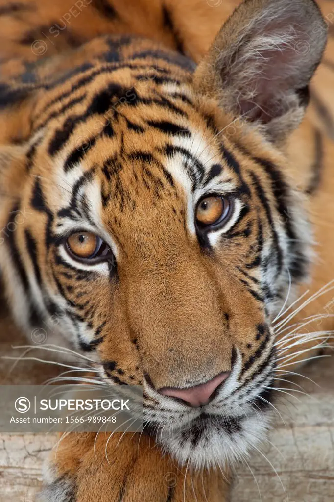 Bengal Tiger Panthera tigris tigris portrait in Thailand captive animal