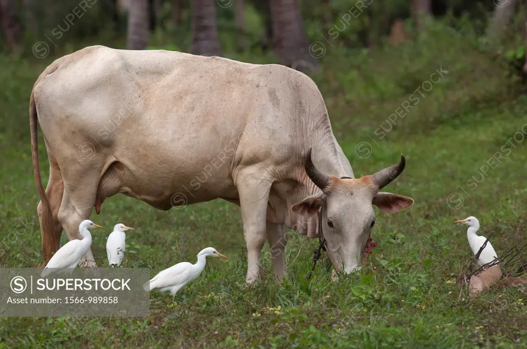 Cattle Egrets Bubuicus ibis Southern Thailand