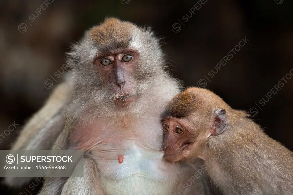 Crab-eating Macaque Macaca fasdicularis female with infant on beach Southern Thailand