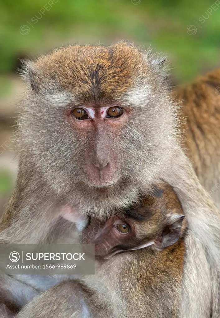Crab-eating Macaque Macaca fasdicularis female with infant on beach Southern Thailand