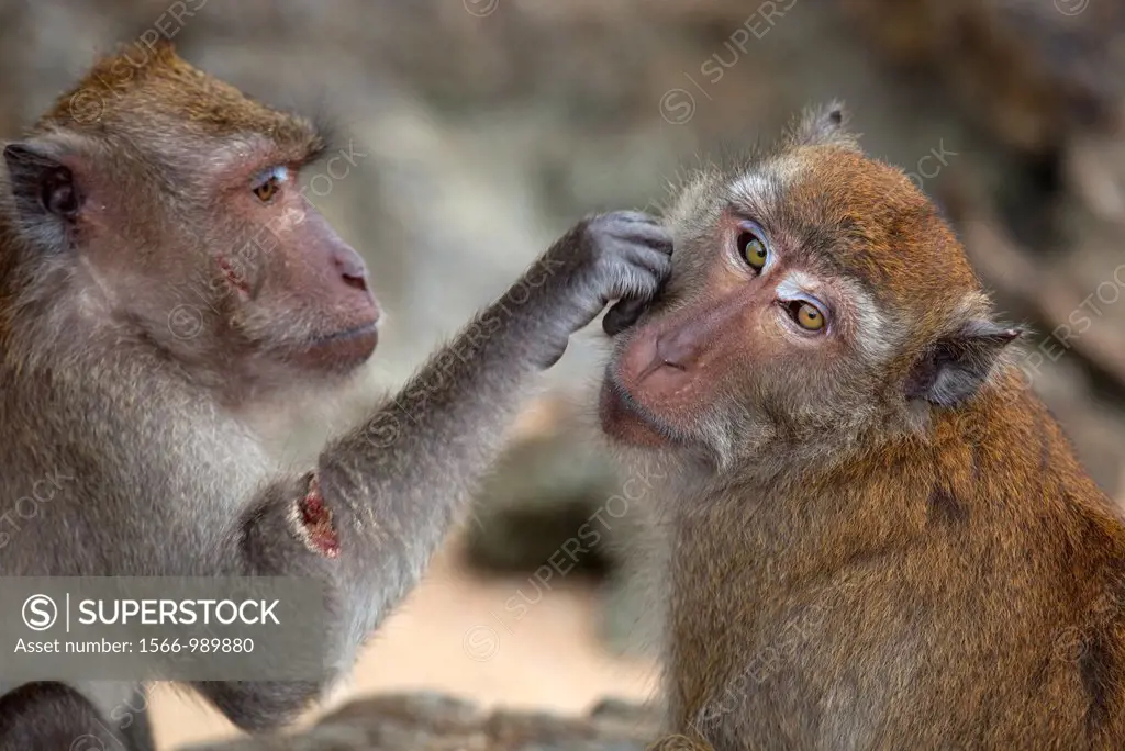 Crab-eating Macaque Macaca fasdicularis grooming Southern Thailand