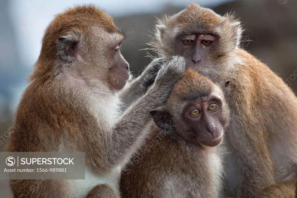 Crab-eating Macaque Macaca fasdicularis grooming Southern Thailand