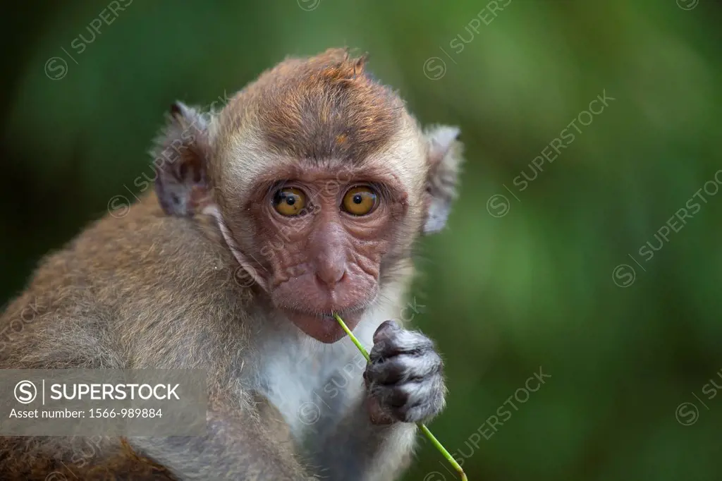 Crab-eating Macaque Macaca fasdicularis young on beach Southern Thailand