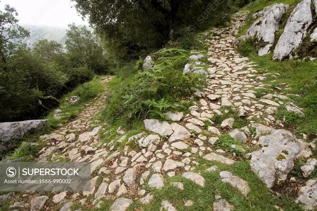 Calzada romana de Caoru  Parque Nacional Picos de Europa  Cabrales  Asturias  Spain
