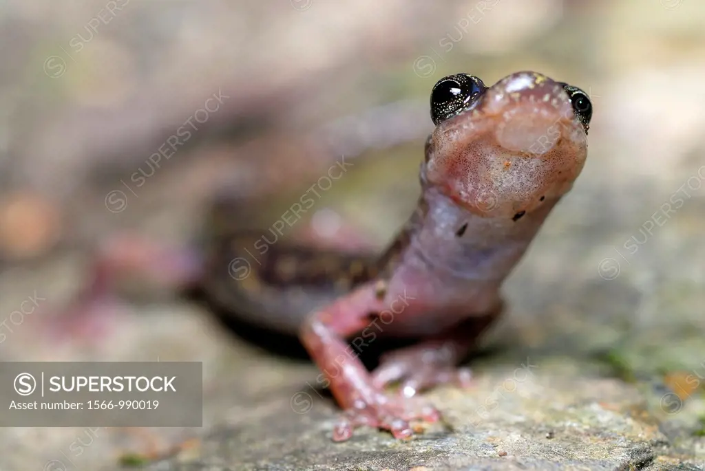 Cave salamander of the Gennargentu Speleomantes imperialis in Is Alinos stream near Aritzo, Sardinia, Italy