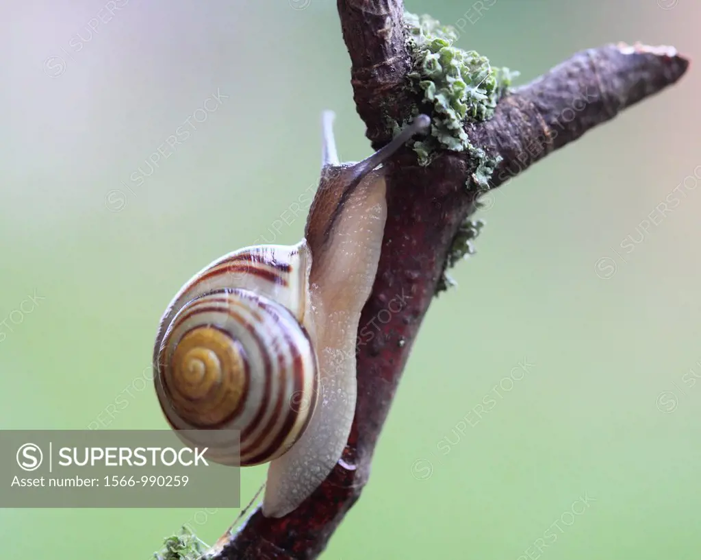 Wild Snail, Worcestershire, England, Europe
