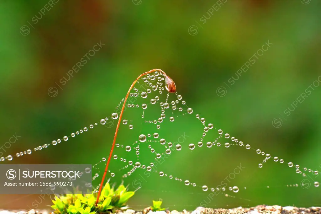 Drops on the spider web