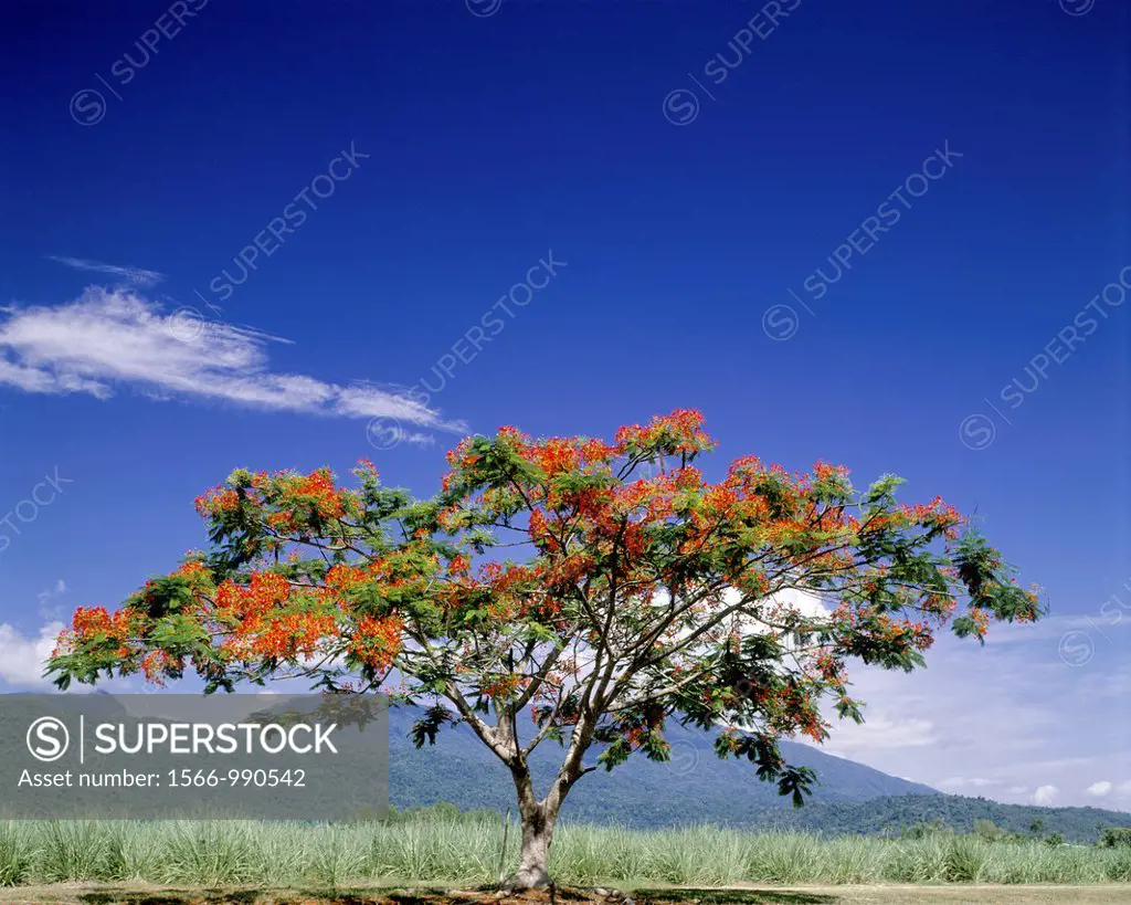 Flamboyante Tree Blossoms Queensland Australia