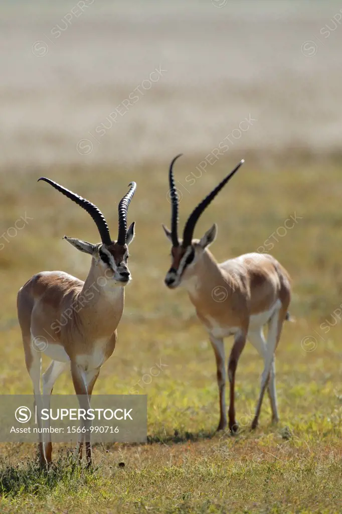 Two males of Grant´s gazelle Nanger granti during the rut