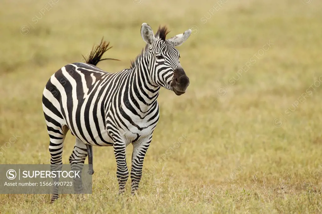 Grévy´s zebra. Equus zebra.