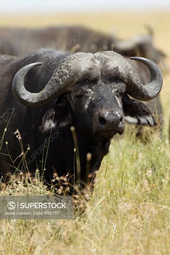 Cape buffalo. Syncerus caffer.