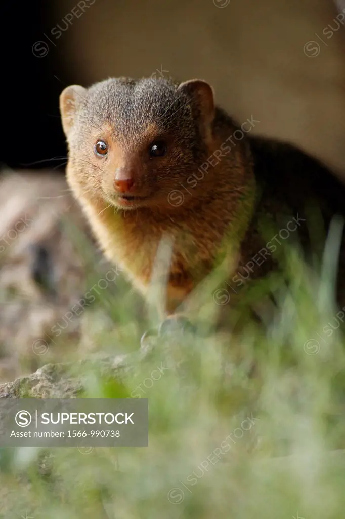 Common dwarf mongoose. Helogale parvula.