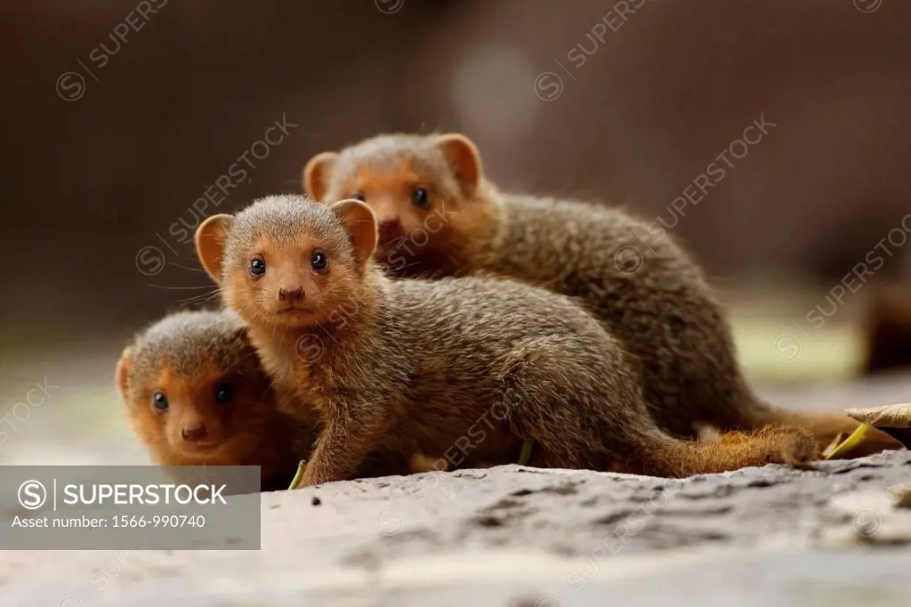 Litle babies of common dwarf mongoose. Helogale parvula.