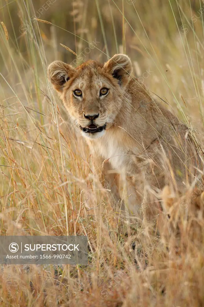 Lion cubs. Panthera leo.