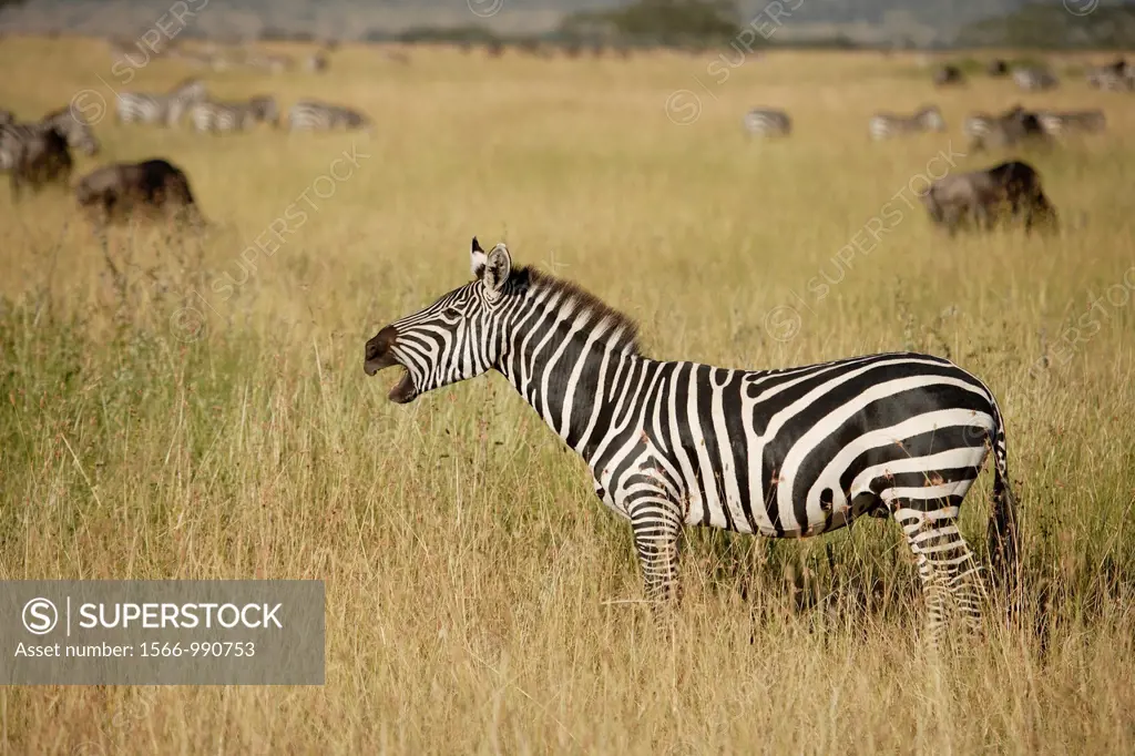 Grévy´s zebra. Equus zebra.