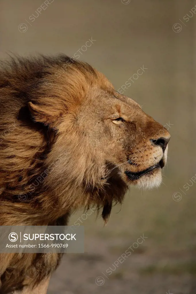 Big lion. Panthera leo.