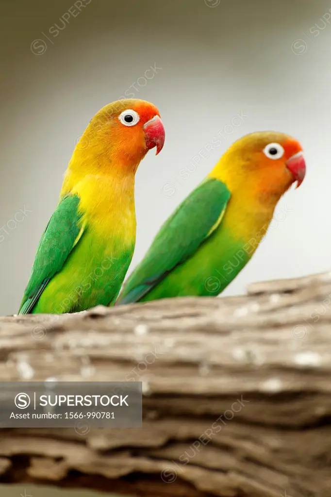 Couple Fischer´s Lovebird. Agapornis fischeri.