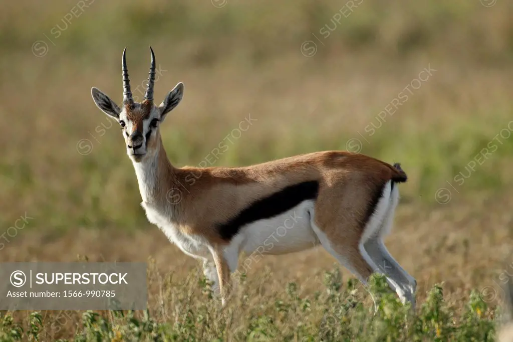 Thomson´s gazelle. Eudorcas thomsonii.