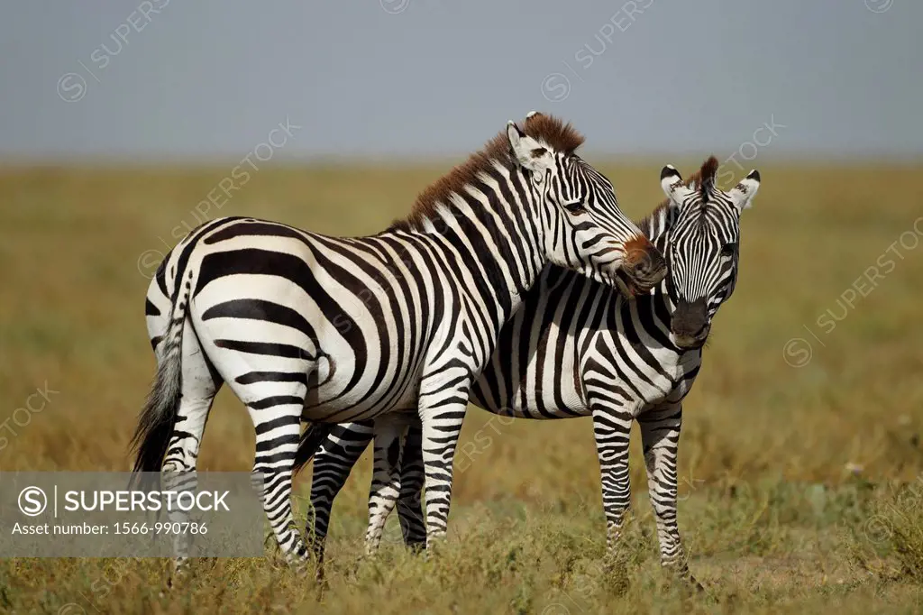 Males of Grévy´s zebra fighting during the rut. Equus zebra.