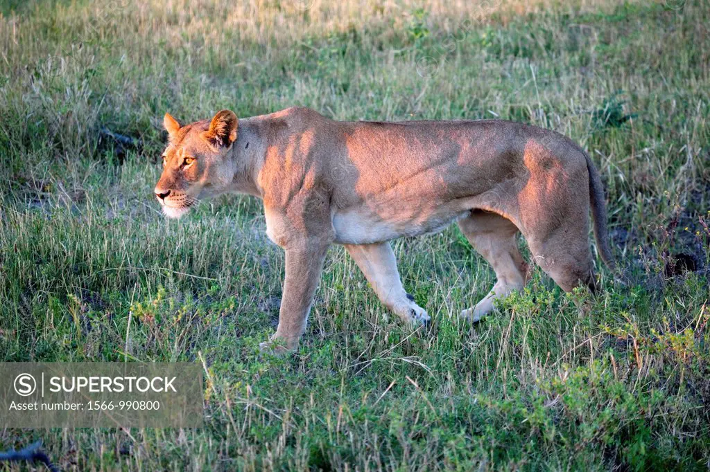 Lion, Chobe National Park, Bostwana, Africa