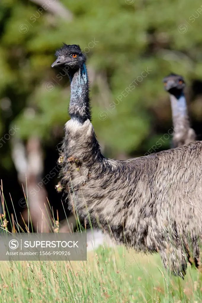 Emu Dromaius novaehollandiae The Emu is quite common in Australia and is also farmed commercially for meat leather and oil Even if the Emu is similar ...