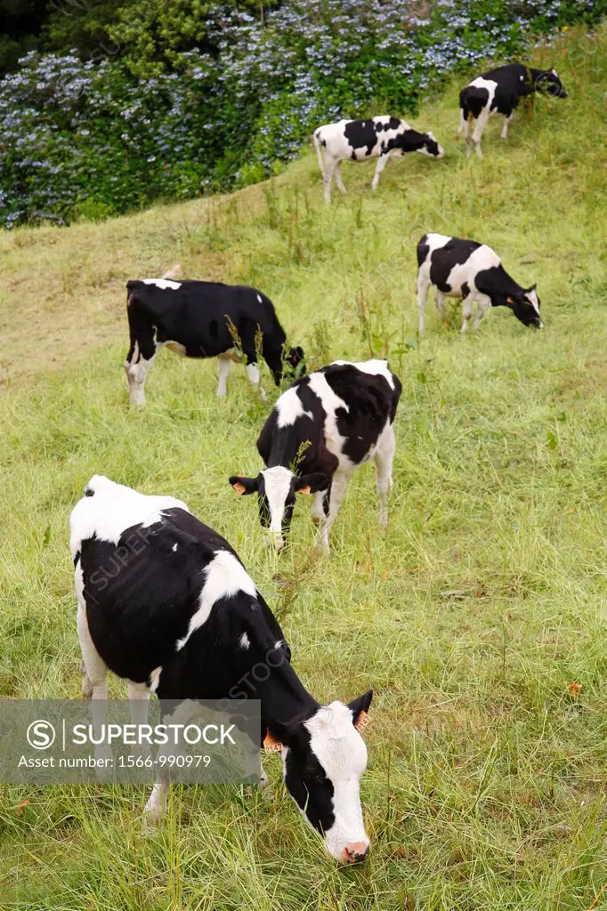 Holstein cows grazing in a pasture at the Azores islands