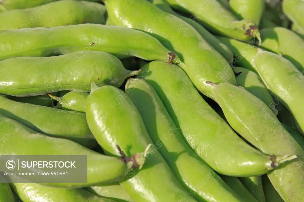 Closeup of harvested fava bean pods