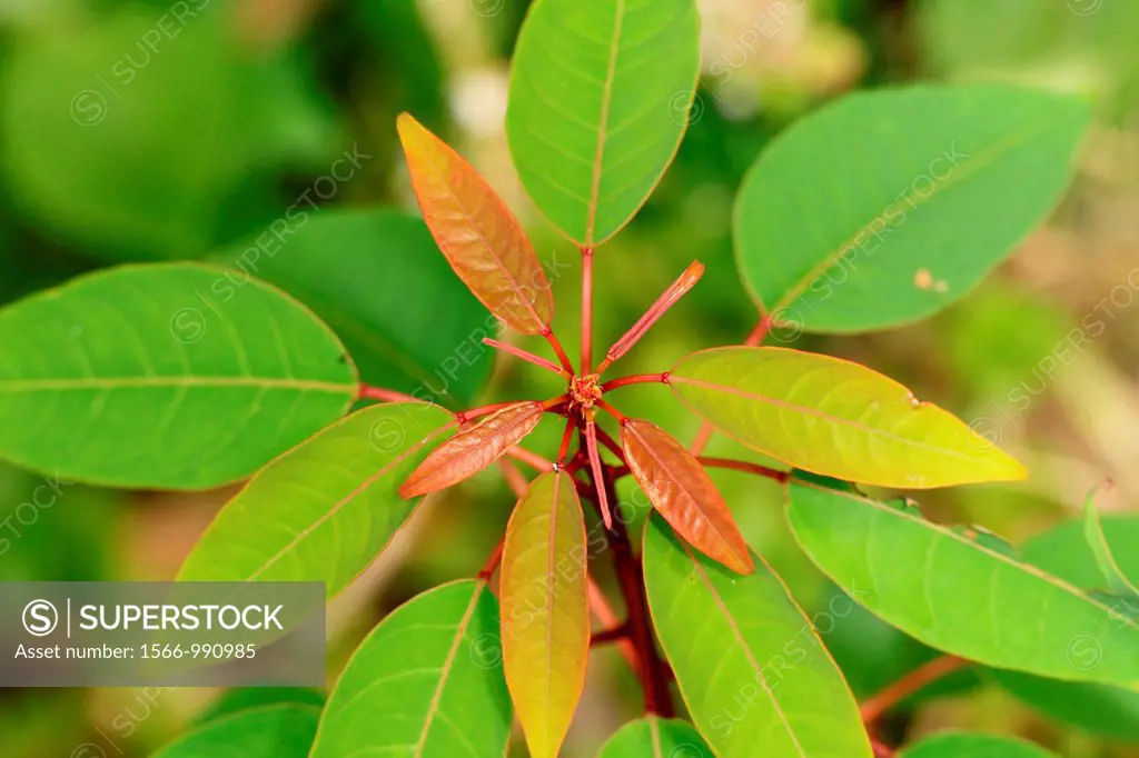 Leaves, plant of asia, Sarawak, Malaysia, Borneo.