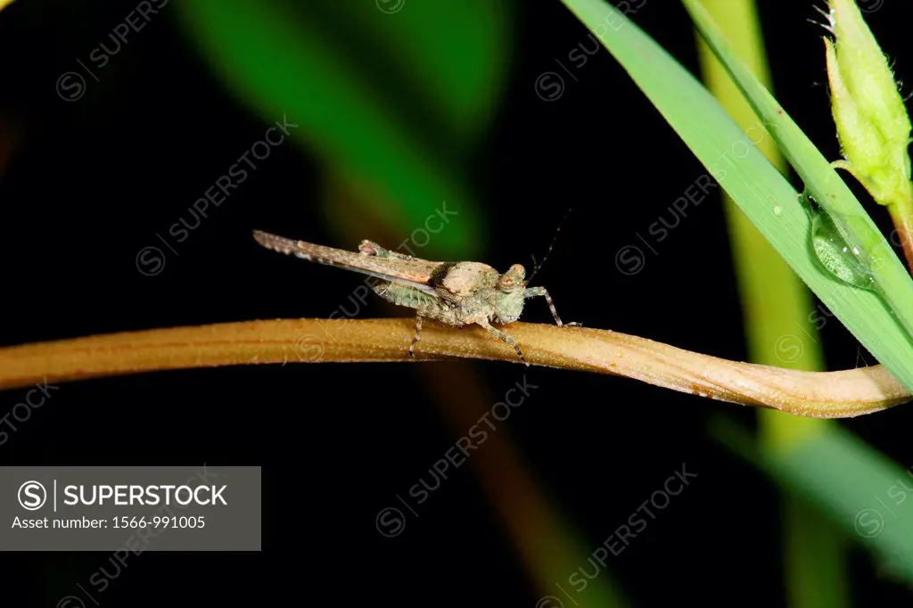 grasshopper of borneo, Borneo.