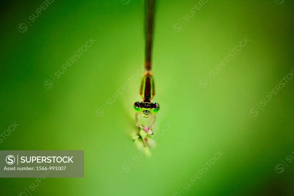 DAMSELFLY, Borneo.