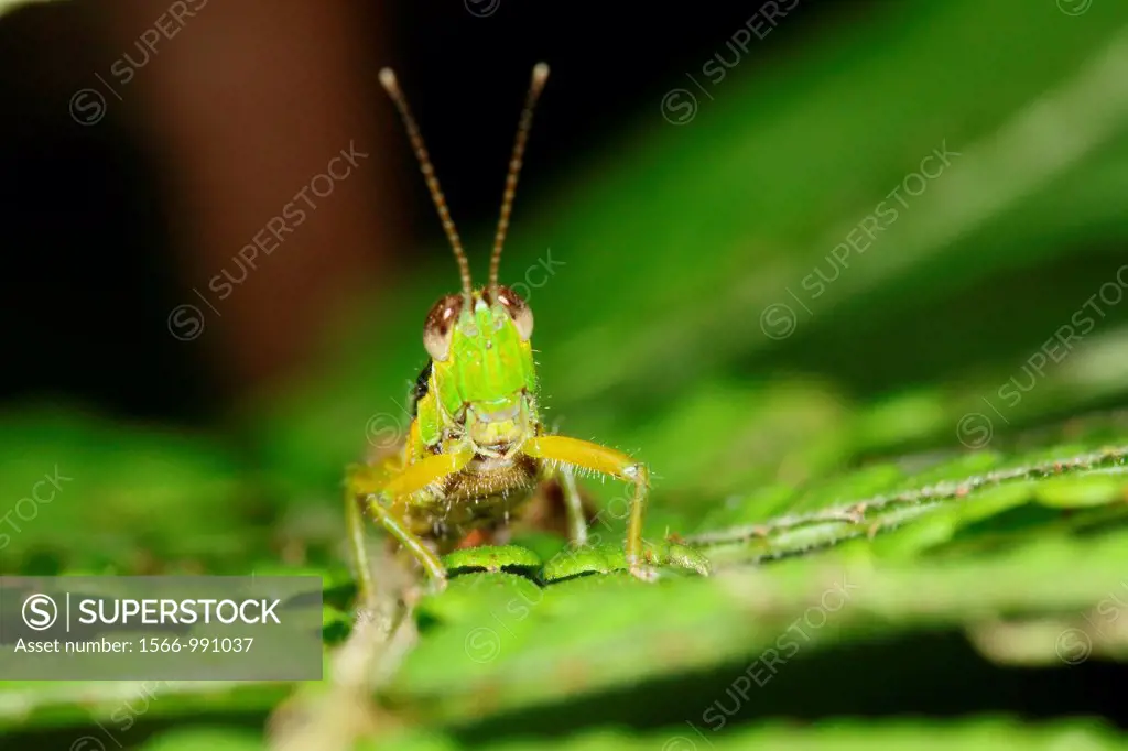 grasshopper of borneo, Borneo.