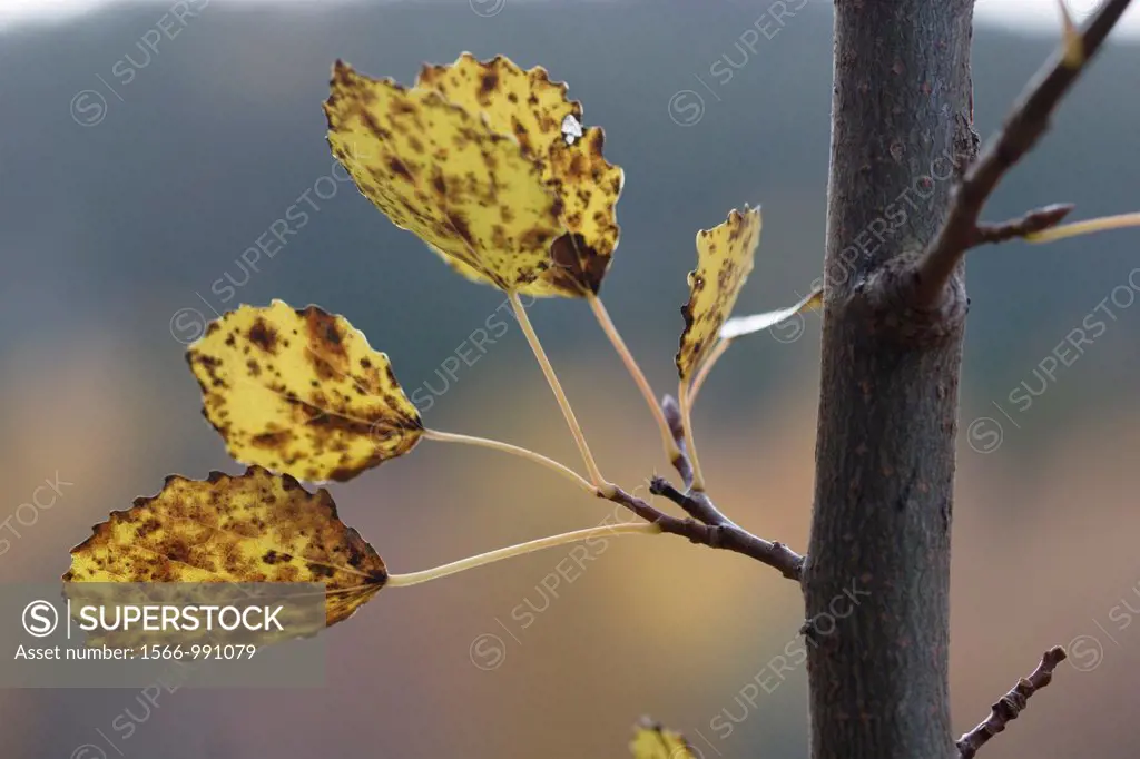 Aspen-leaves Populus tremula in autumn.