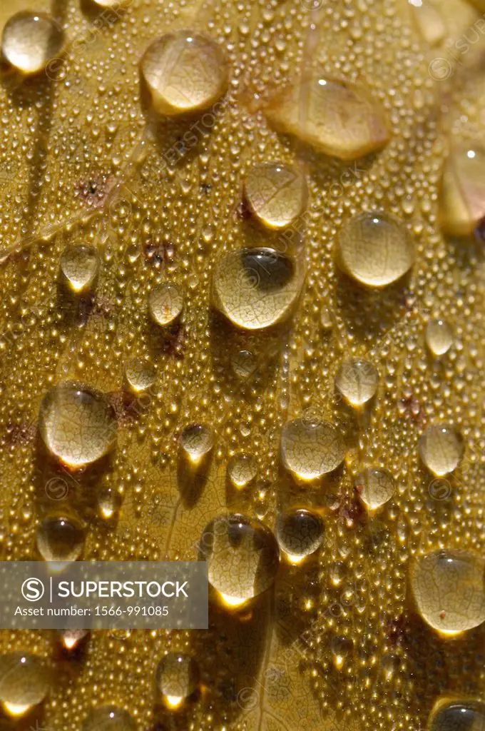 Dew-drops on a yellow leaf in autumn