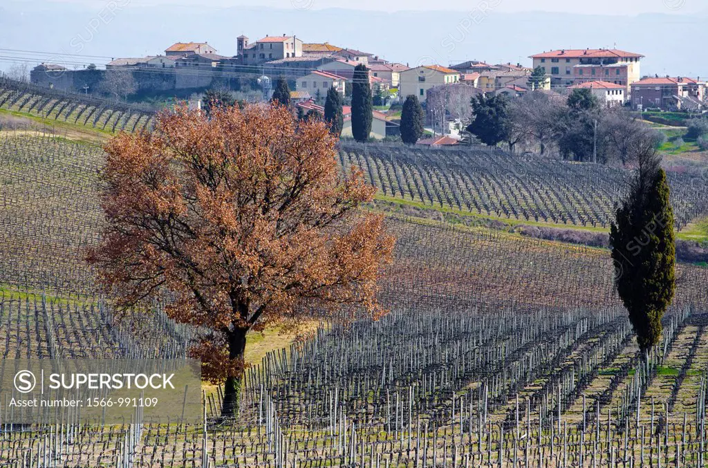 Wine field with trees and the village colle val d´elsa in tuscany italy