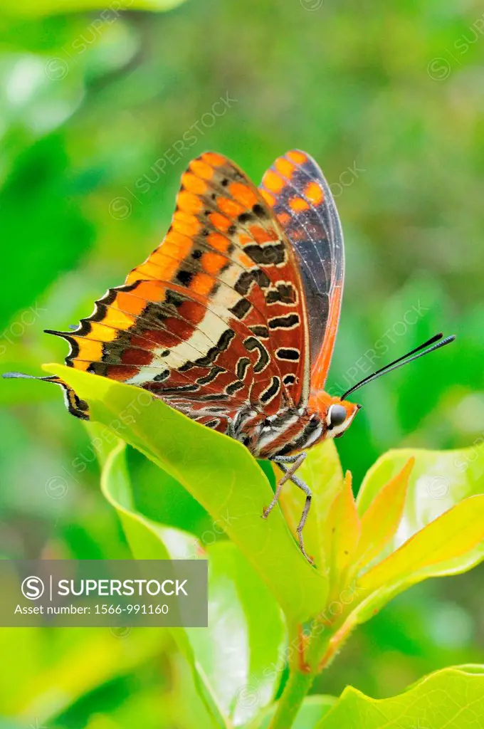 Charaxes jasius, Two-tailed Pasha, Baja de Dos Colas, Mariposa del Madrono, beautiful ladybird of the Mediterranean Forest, Herguijuela de la Sierra, ...