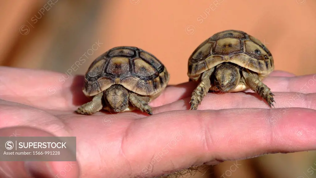 Spur-thighted Tortoise Testudo graeca