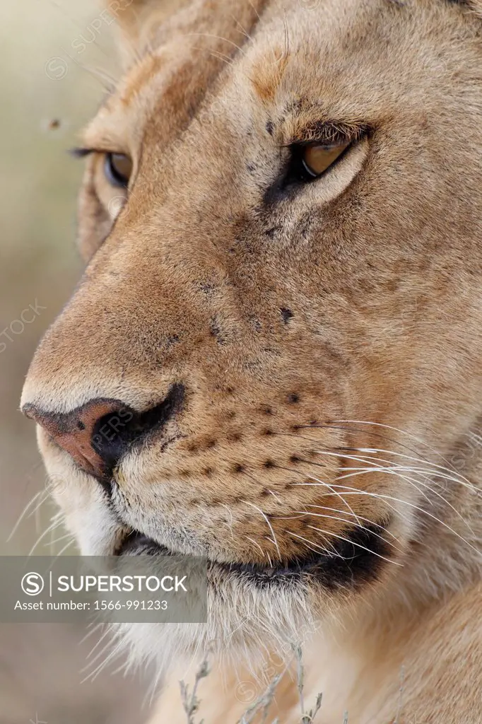 Lion. Panthera leo.