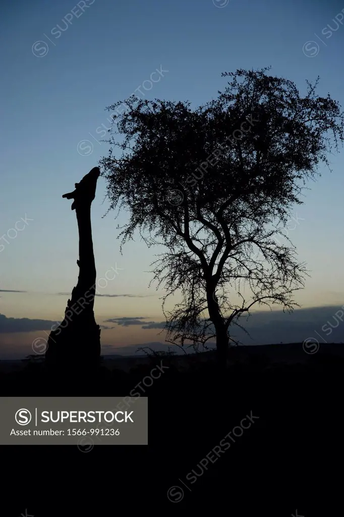 silhouette of a Giraffe.