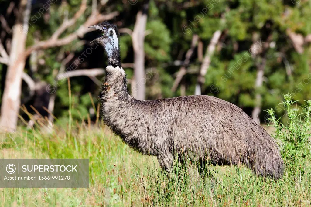 Emu Dromaius novaehollandiae The Emu is quite common in Australia and is also farmed commercially for meat leather and oil Even if the Emu is similar ...