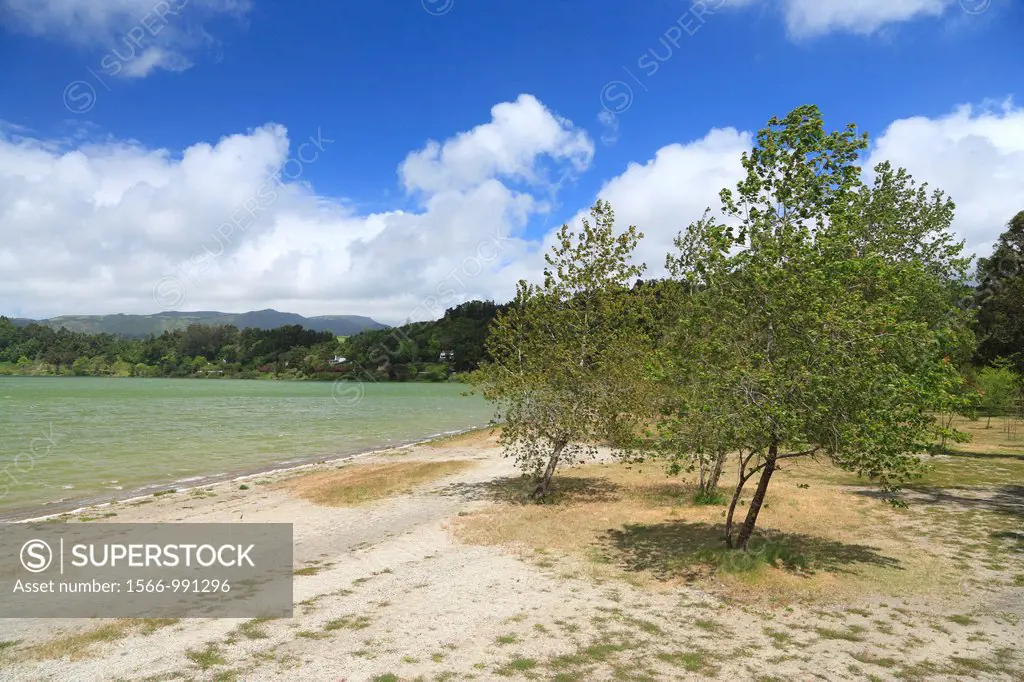 Trees on the shore of Furnas lake  Sao Miguel island, Azores islands