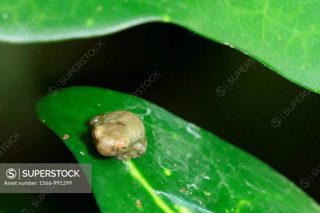 Tropical Tree Frog, bako national park, sarawak, borneo