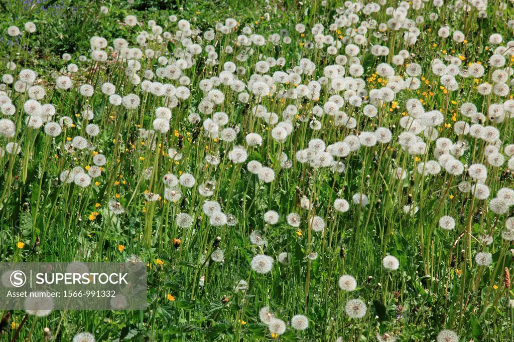 Withered Dandelion meadow, Bohemia, Czech Republic, Europe.