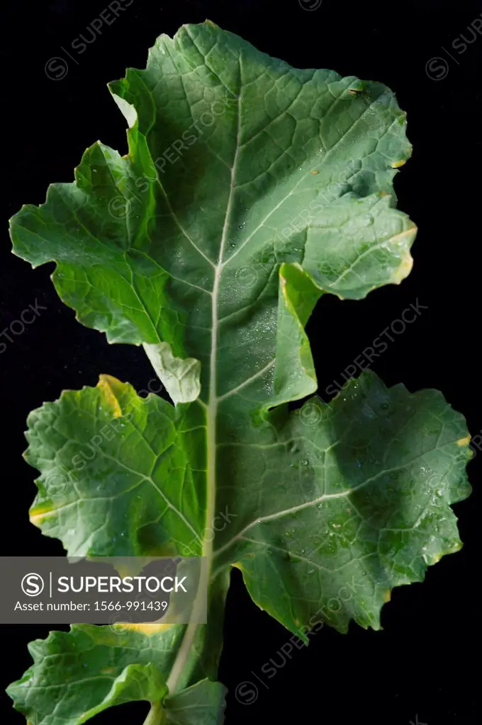 Leafy green kale